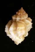 Coralliophila richardi
